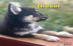 Pomsky dogs for sale: Ready now -Stunning F4 Pomskies, 6kg as adults  - Image 32