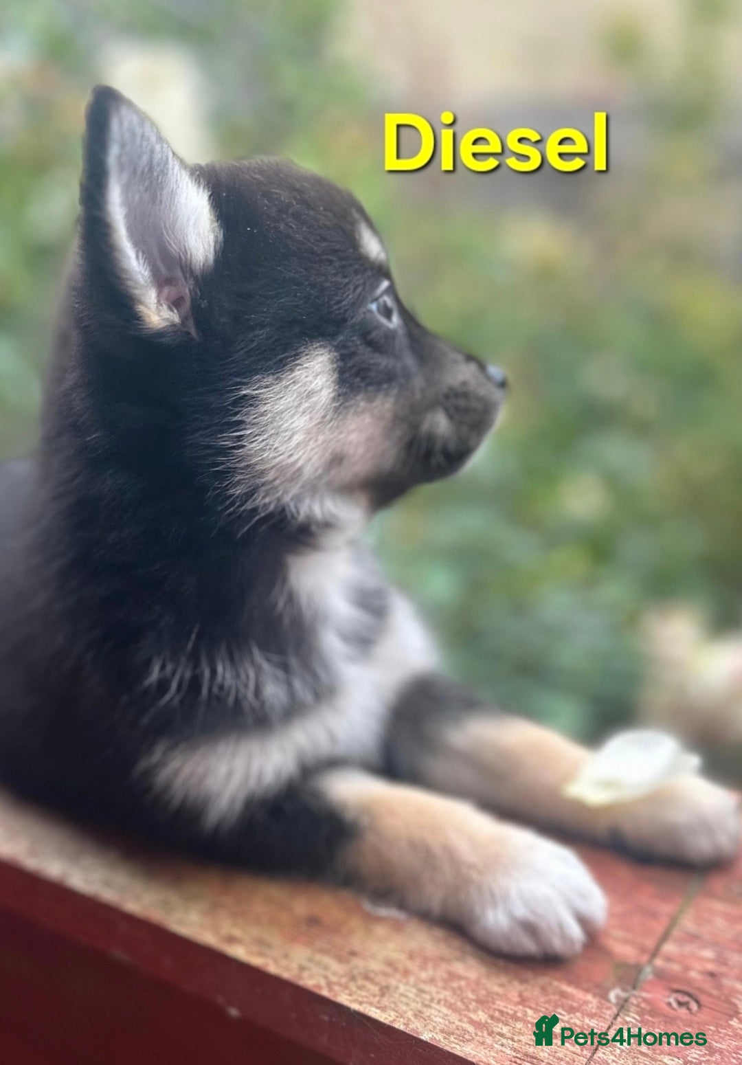 Pomsky dogs for sale: Ready now -Stunning F4 Pomskies, 6kg as adults  - Image 32