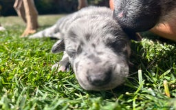 Lurcher dogs for sale: Lurcher puppies  - Image 9