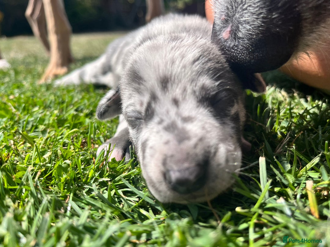 Lurcher dogs for sale: Lurcher puppies  - Image 9