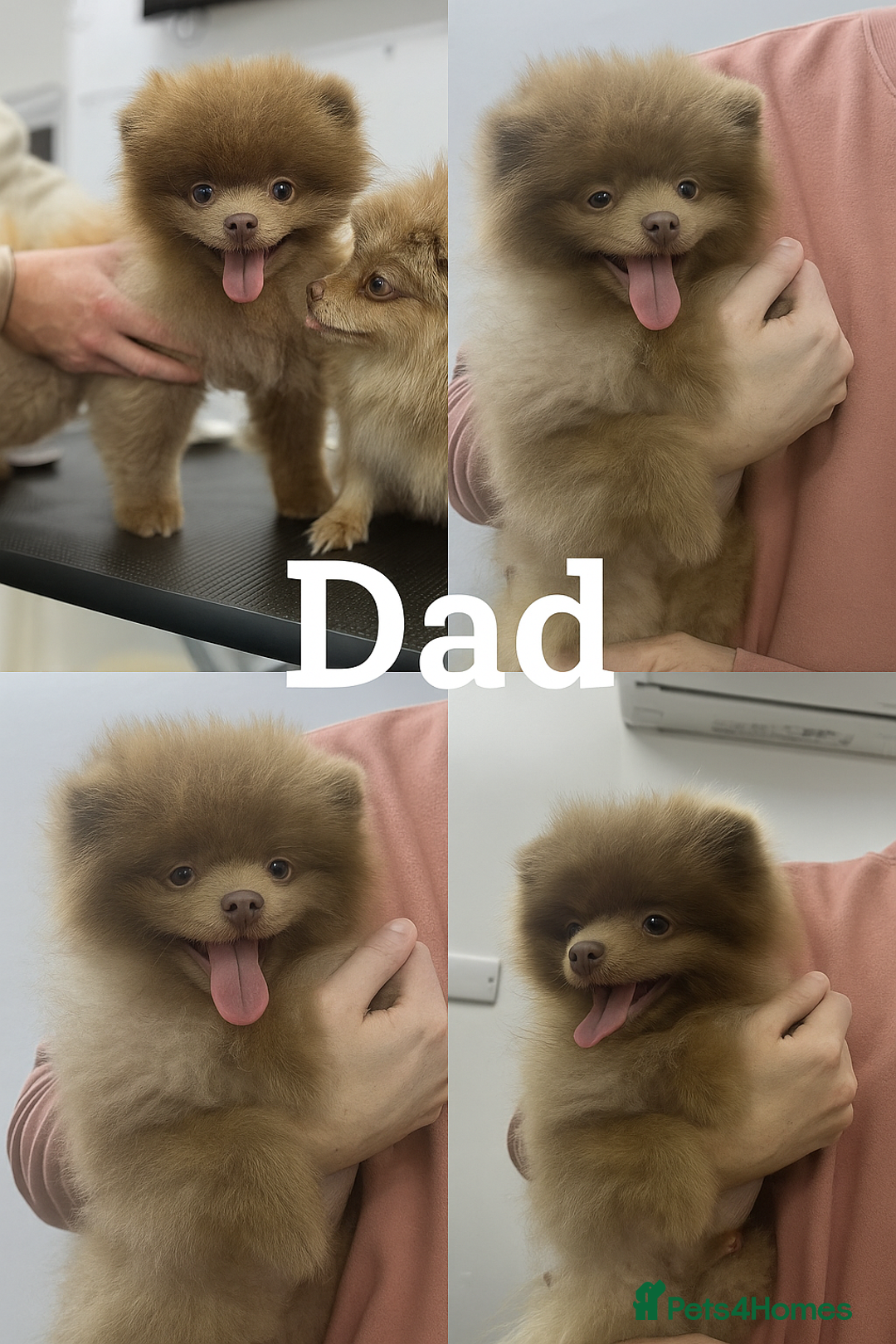 Pomeranian dogs for sale: Small & Fluffy Pomeranian Puppies Ready to Reserve - Advert 18