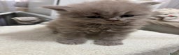 British Longhair cats for sale: Cute BLH LILAC BOY and BLH BLUE GIRL  - Advert 3