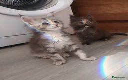 Maine Coon cats for sale: Maine Coon Kittens Parents Tica Reg& Health tested - Image 13
