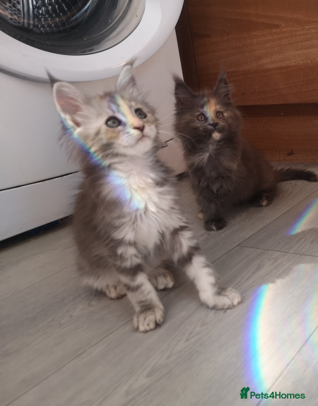 Maine Coon cats for sale: Maine Coon Kittens Parents Tica Reg& Health tested - Image 13