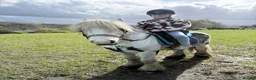 Other Breed horses for sale: Coloured mini cob in Todmorden - Advert 5