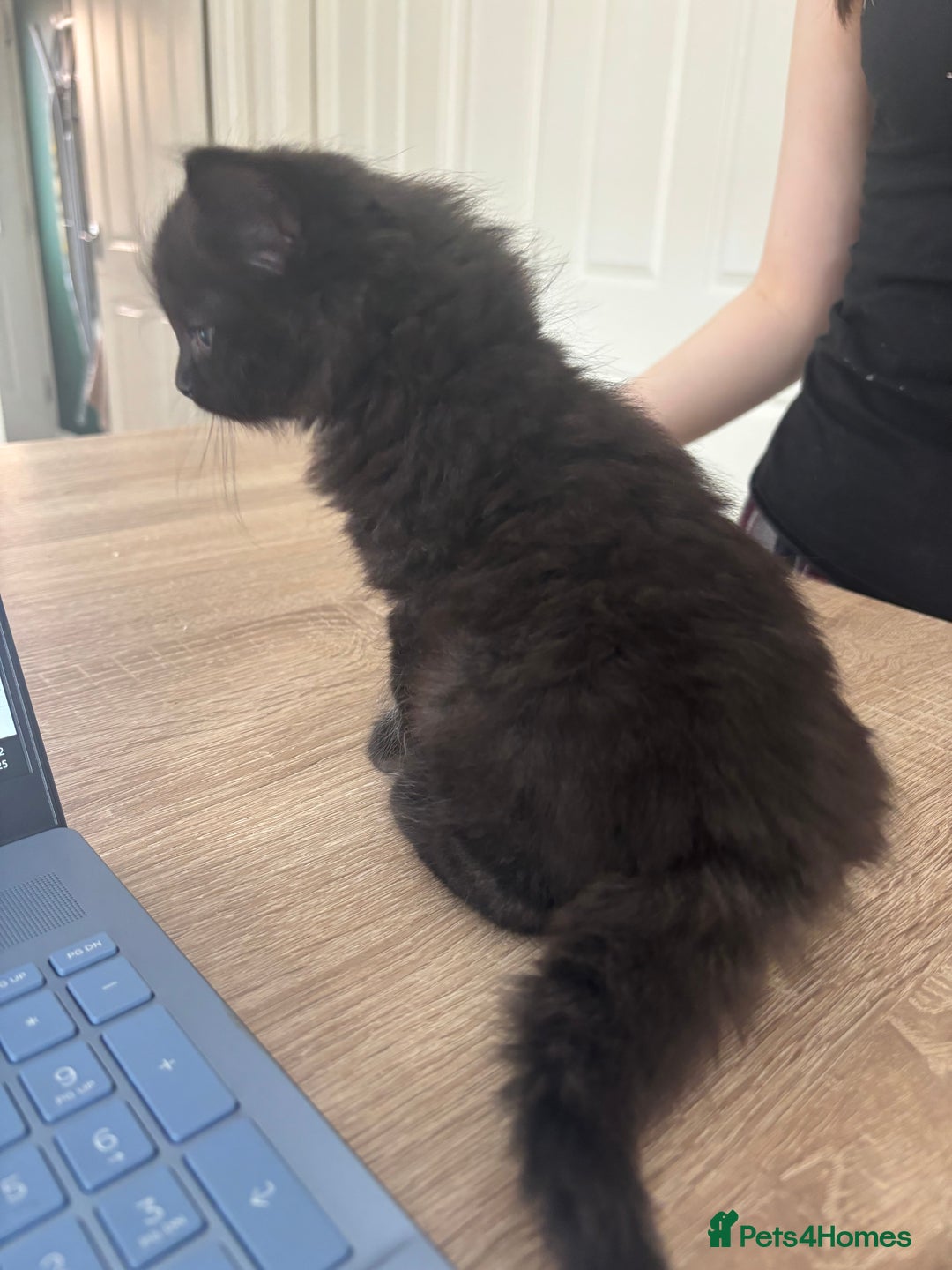 Mixed Breed cats for sale: 4 black fluff balls  - Image 14