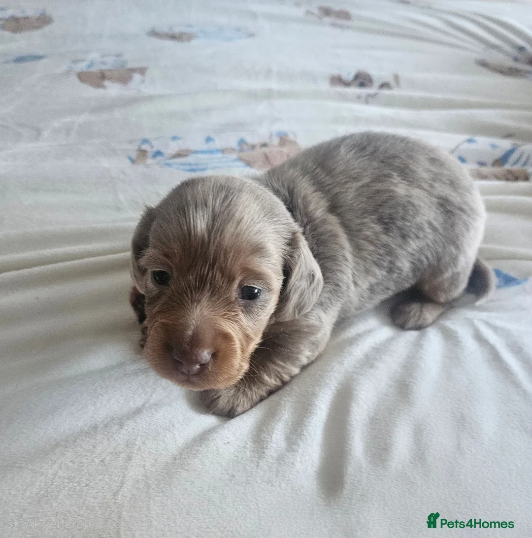 Miniature Dachshund dogs for sale: Miniature Dachshund  - Advert 28