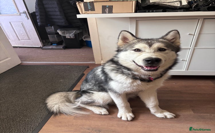 Alaskan Malamute dogs - Advert 1