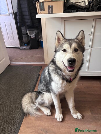 Alaskan Malamute dogs - Advert 2
