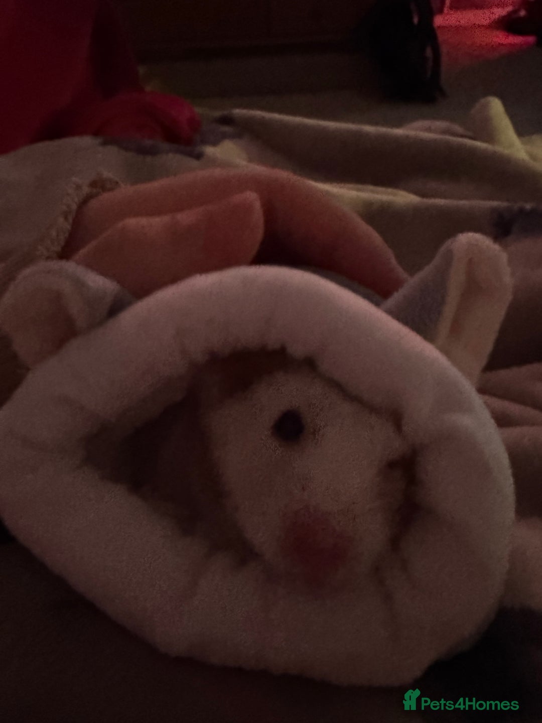 Hamster rodents for sale: Hamster FREE - Advert 3