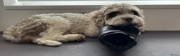 Cavapoo dogs for stud: Stunning Chocolate Parti Cavapoo Stud - Advert 3