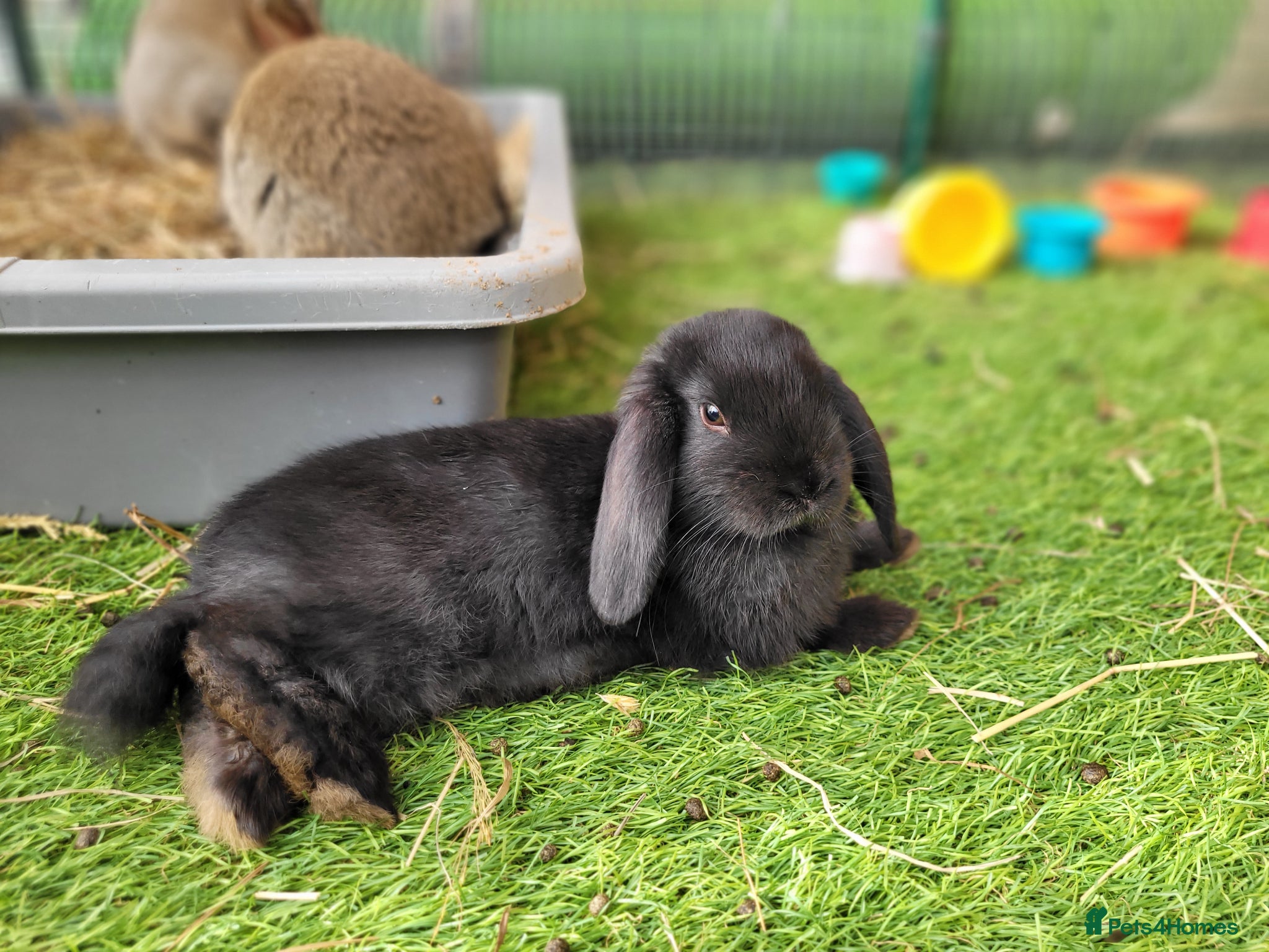 Mini Lop rabbits for sale: Adorable Mini Lop Mix Rabbits - READY JUNE 11TH - Advert 9