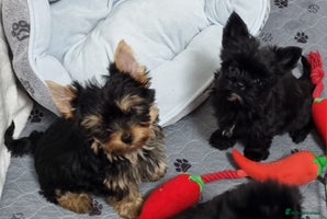 Yorkshire Terrier dogs - Advert 1