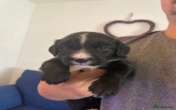 Mixed Breed dogs for sale: Cocker spaniel x border collie pups - Image 5