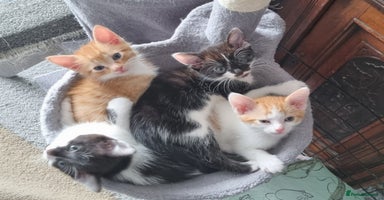 Domestic Shorthair cats - Advert 7