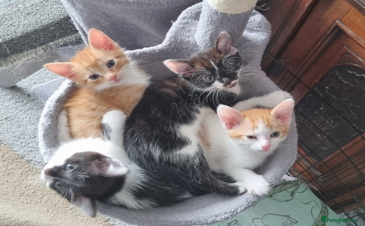 Domestic Shorthair cats - Advert 1