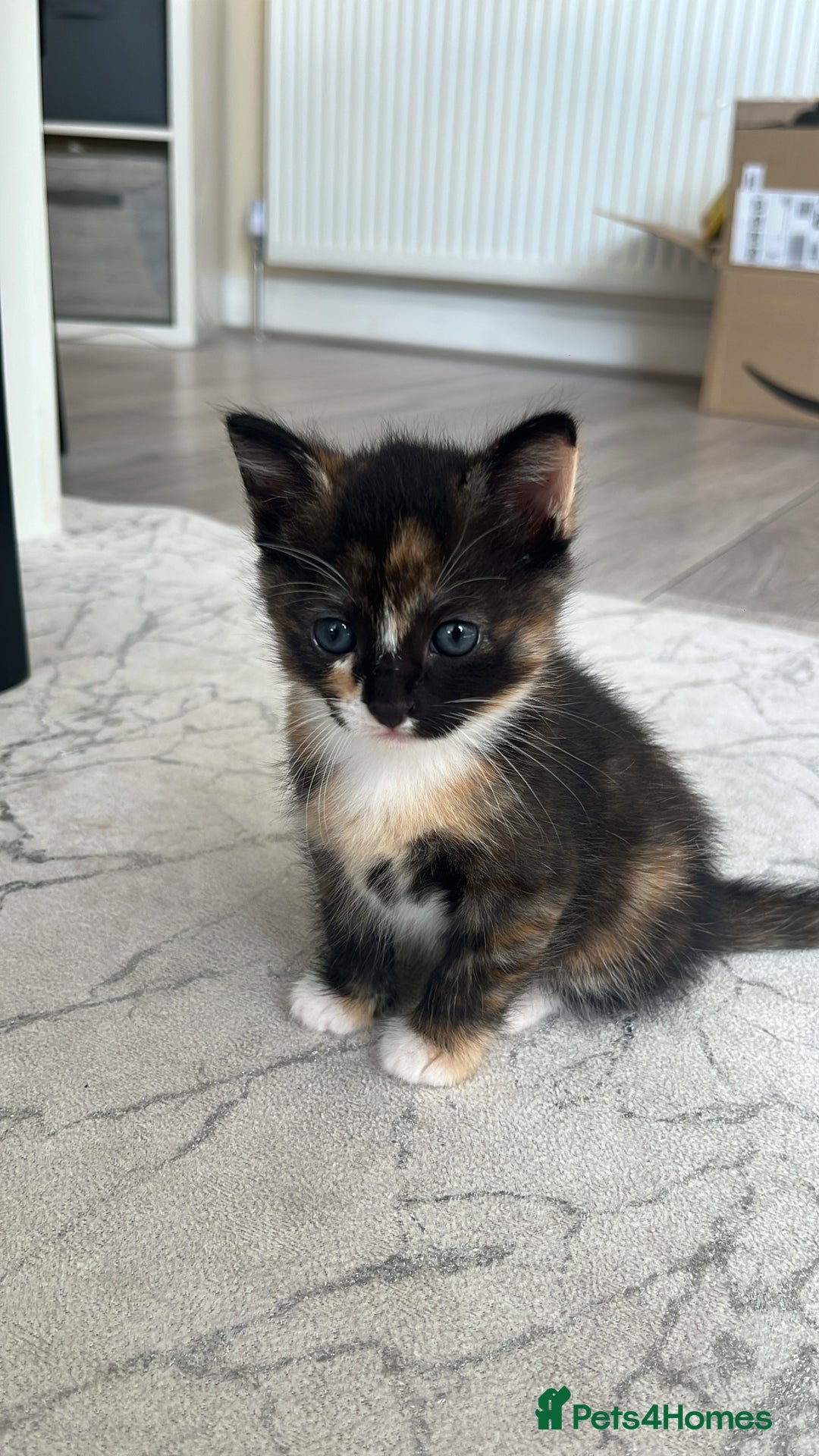 Mixed Breed cats for sale: Beautiful Boy Left 🩵 - Image 10