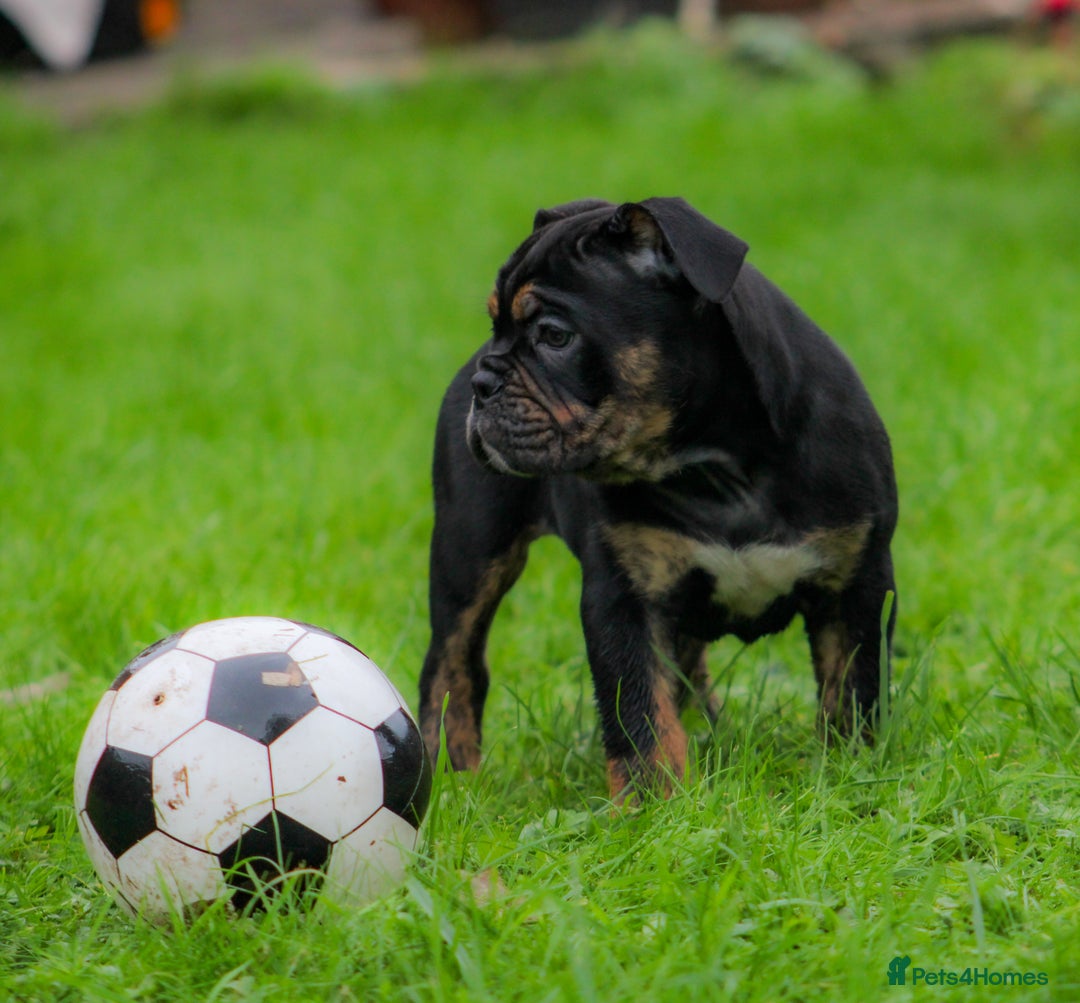 Olde English Bulldogge dogs for sale: Olde English Bulldog puppies (Reduced) - Image 2