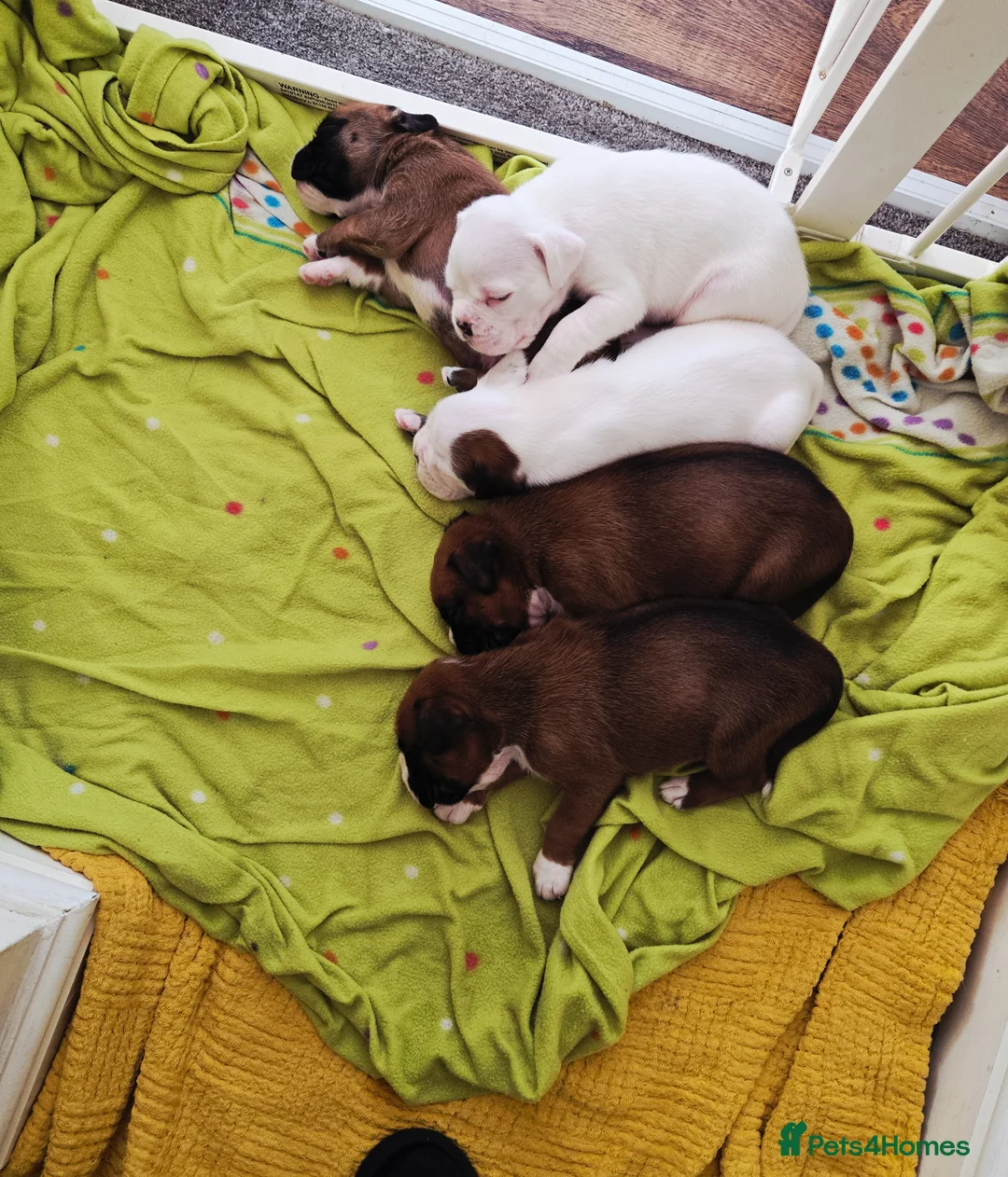 Boxer dogs for sale: Boxer puppies looking for their forever homes  - Advert 1