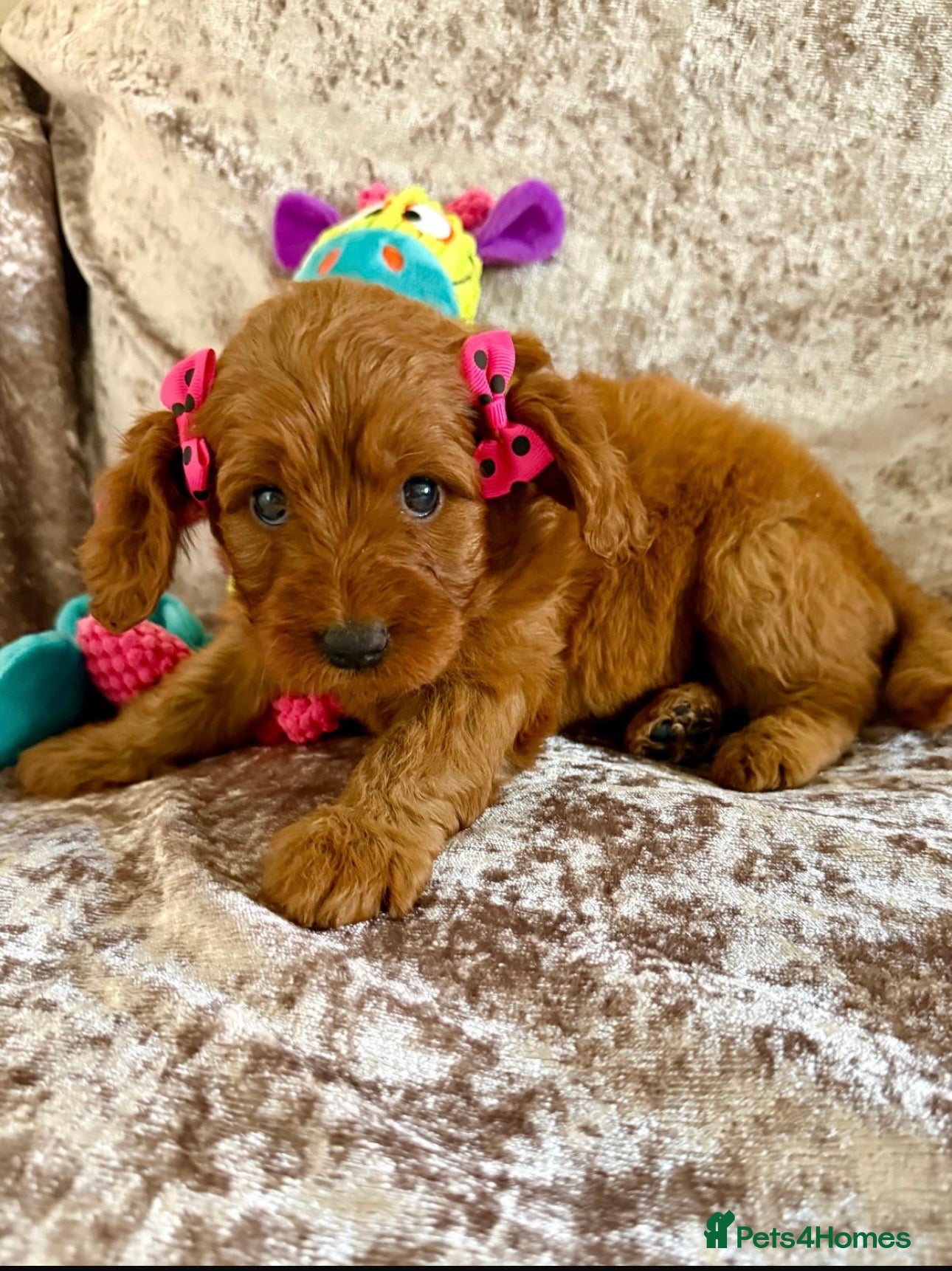 Cavapoo dogs 🥇TOP QUALITY F1 CAVAPOO BABIES!🥇 - Advert 1