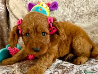 Cavapoo dogs 🥇TOP QUALITY F1 CAVAPOO BABIES!🥇 - Advert 3