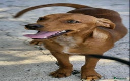 Mixed Breed dogs for adoption: Rum needs a loving home  - Image 4