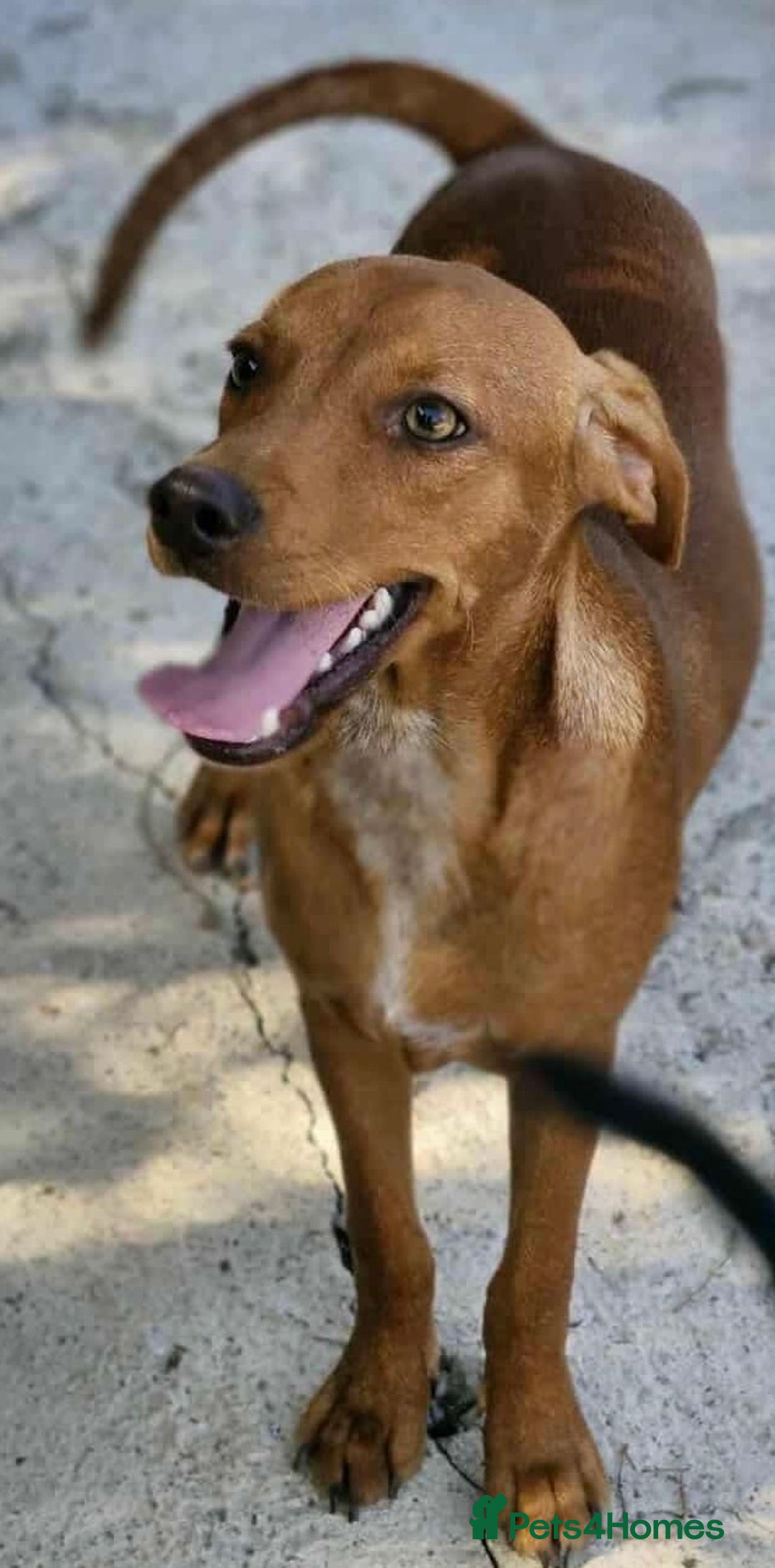 Mixed Breed dogs for adoption: Rum needs a loving home  - Image 4