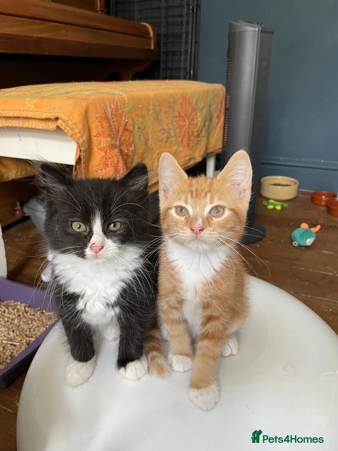 Domestic Shorthair cats for adoption: Maple & Birch, 11 weeks old - Advert 2