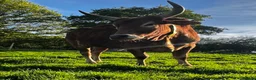 Cows & Bulls livestock for sale: Best of buddies…Derek & Buddy  - Advert 1