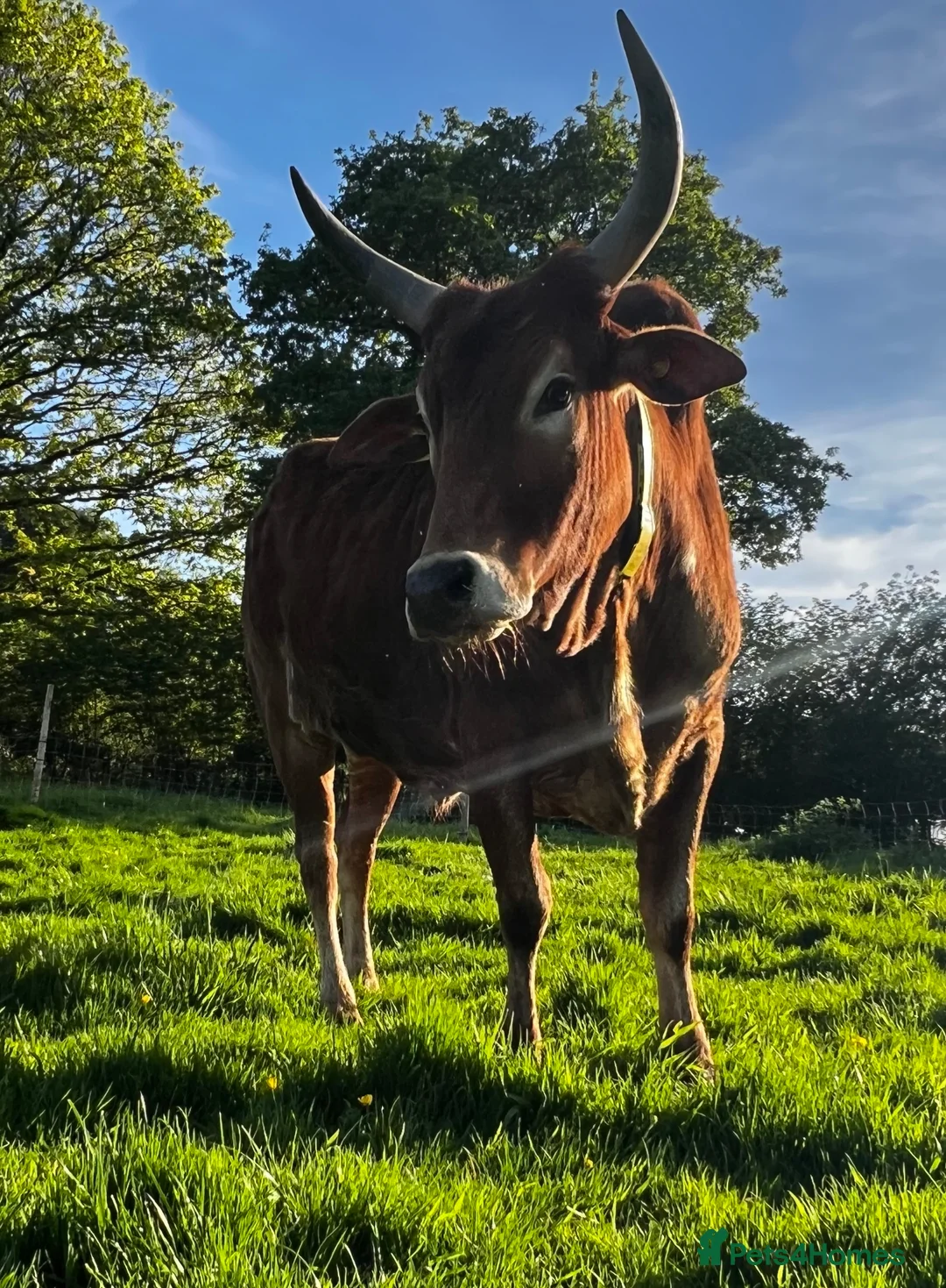 Cows & Bulls livestock for sale: Best of buddies…Derek & Buddy  - Advert 1