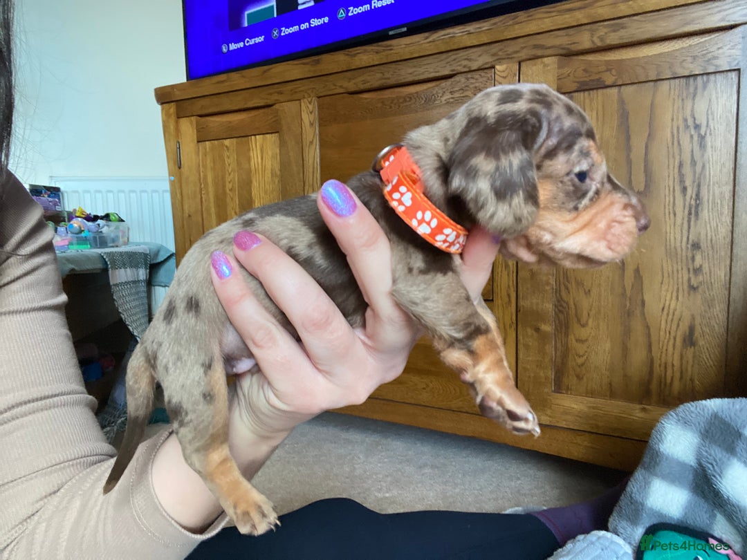 Miniature Dachshund dogs for sale: True Miniature Dachshunds KC Reg - Advert 11