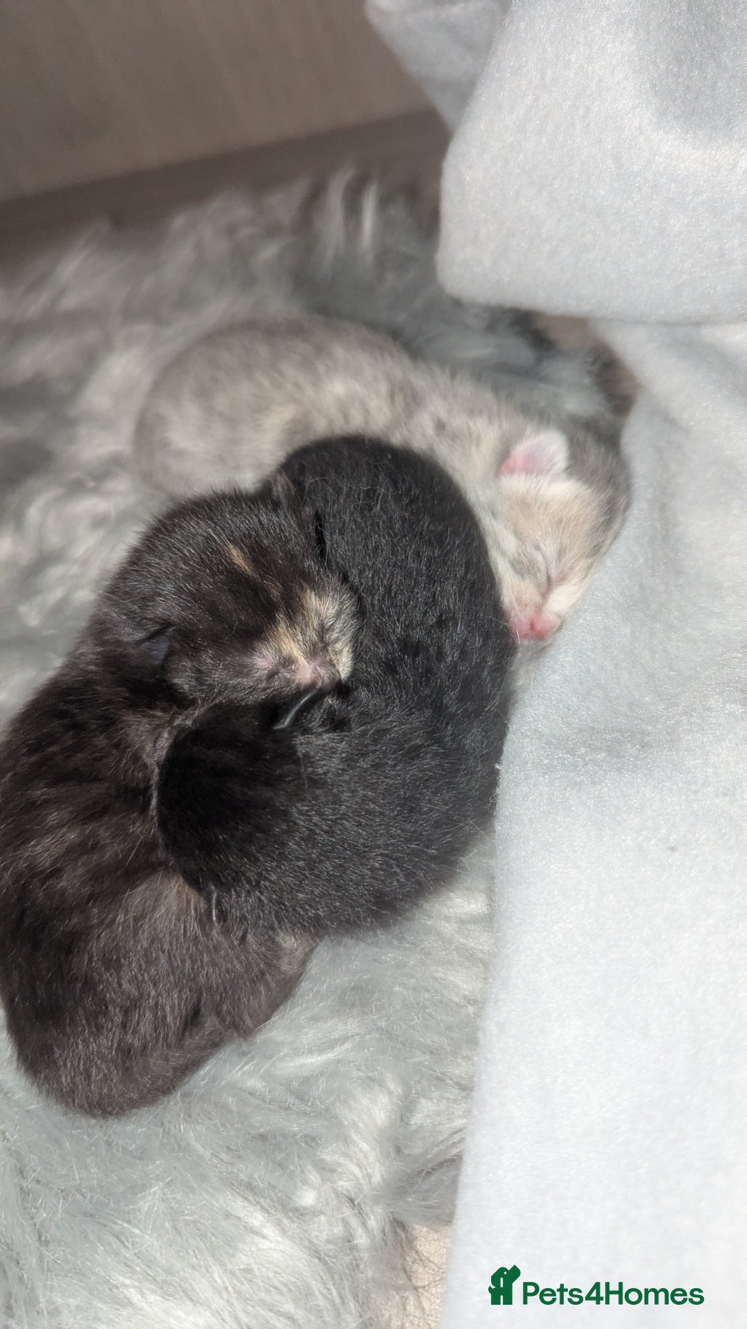 British Shorthair cats for sale: British shorthair kittens - Image 2