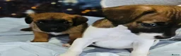 Jack Russell dogs for sale: 4 gorgeous babies - Advert 4