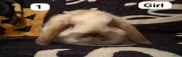 Mini Lop rabbits for sale: Stunning mini lops for sale  - Advert 1