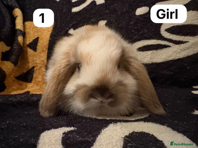 Mini Lop rabbits for sale: Stunning mini lops for sale - Advert 1
