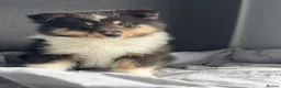 Shetland Sheepdog dogs for sale: Shetland sheepdog  in Dagenham - Advert 18