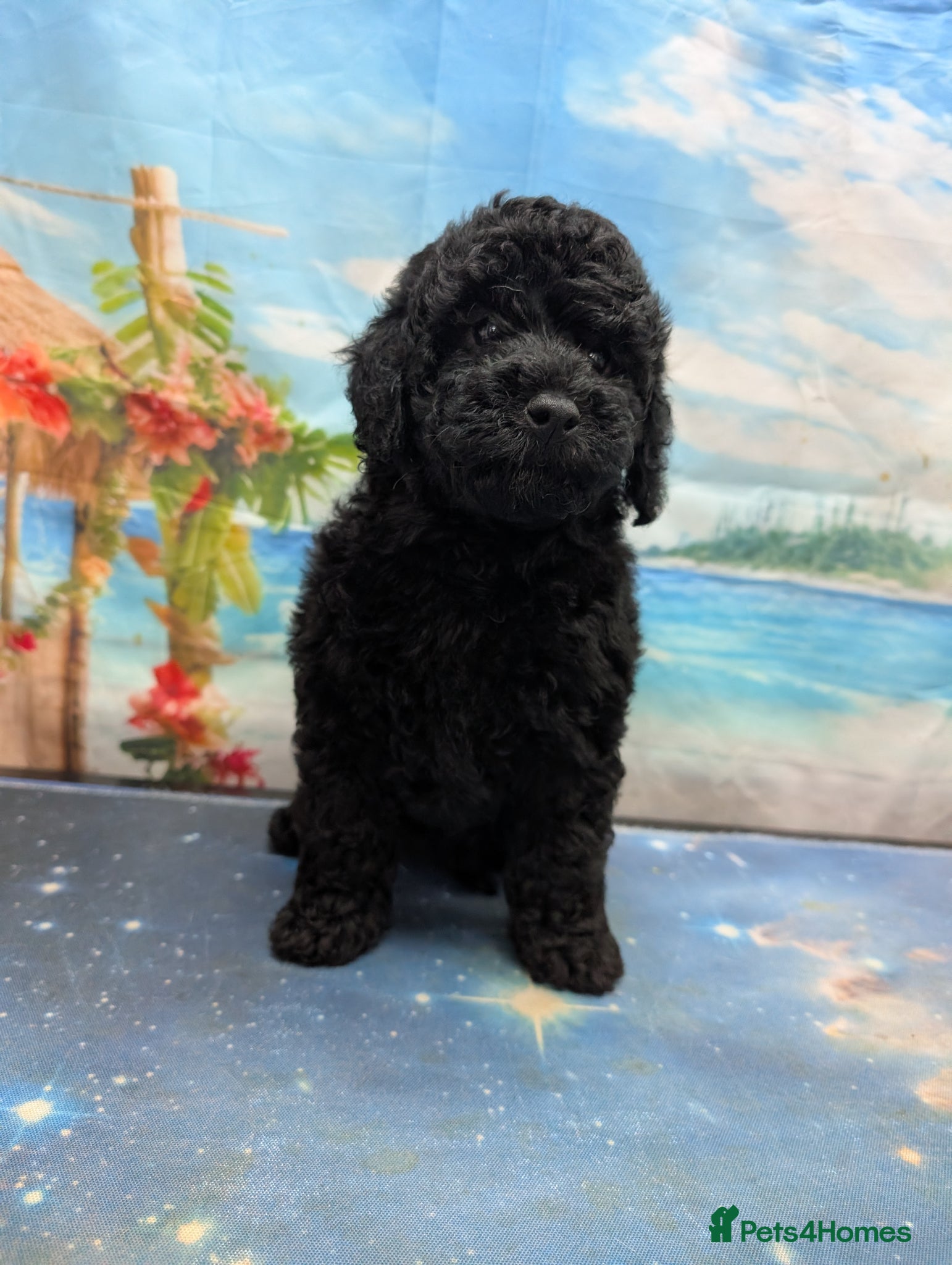 Cockapoo dogs REDUCED. beautiful girl READY TO GO - Advert 18