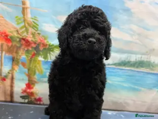 Cockapoo dogs REDUCED. beautiful girl READY TO GO - Advert 18