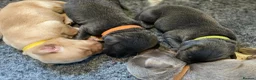 Labrador Retriever dogs for sale: Health Tested KC Registered Labrador Pups - Advert 5