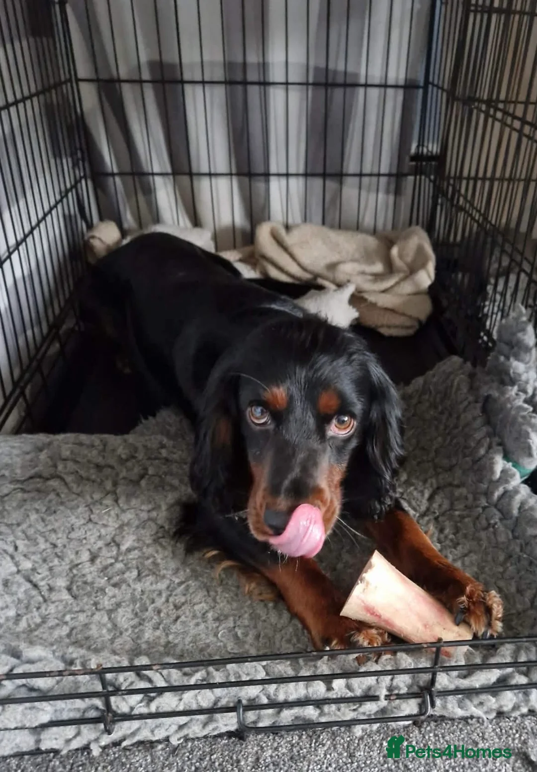 Sprocker dogs for sale: Exceptional home reared sprocker spaniel puppies.  - Advert 14