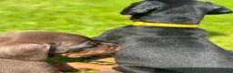 Dobermann dogs for sale: CHESHIRE WORLD CLASS DOBERMAN PUPPY - Advert 6