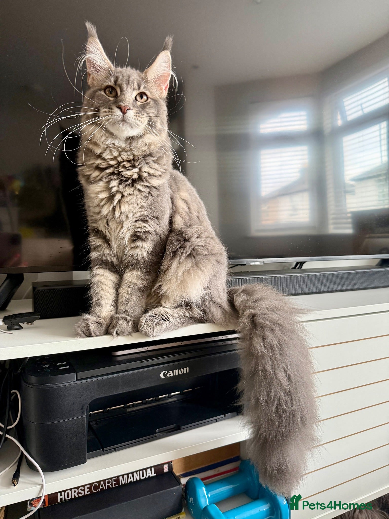 Maine Coon cats Pedigree Massive TICA registered kittens  - Advert 2