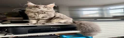 Maine Coon cats for sale: Pedigree Massive TICA registered kittens  - Advert 2