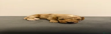 Cavapoo 4