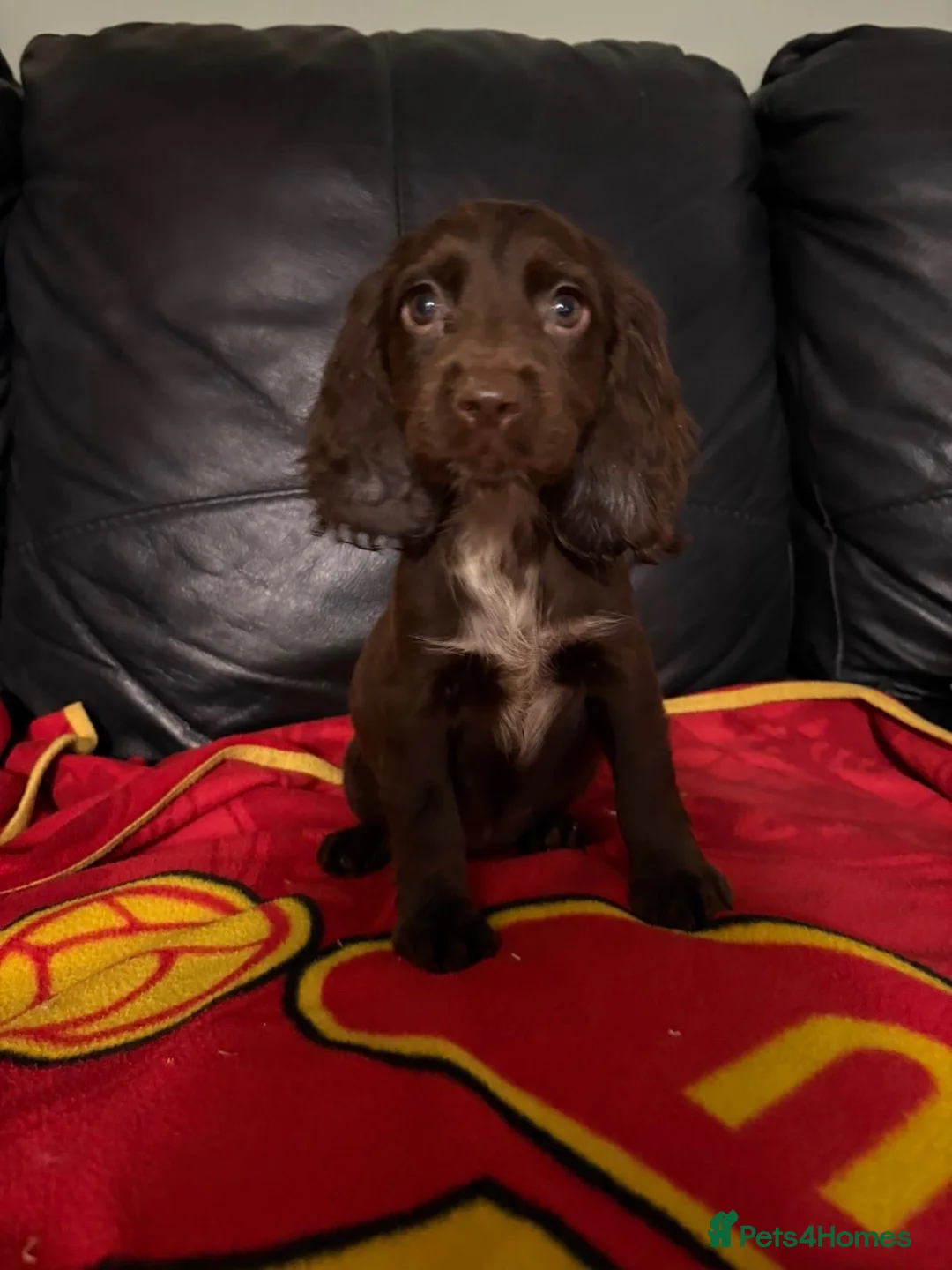 Cocker Spaniel dogs for sale: Beautiful cocker spaniels pups in Pontypool - Advert 17