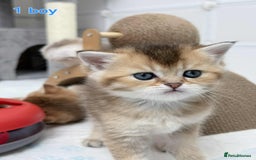 Scottish Fold cats for sale: Scottish straight/fold kittens 😸  - Image 2