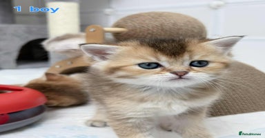 Scottish Fold cats - Advert 7