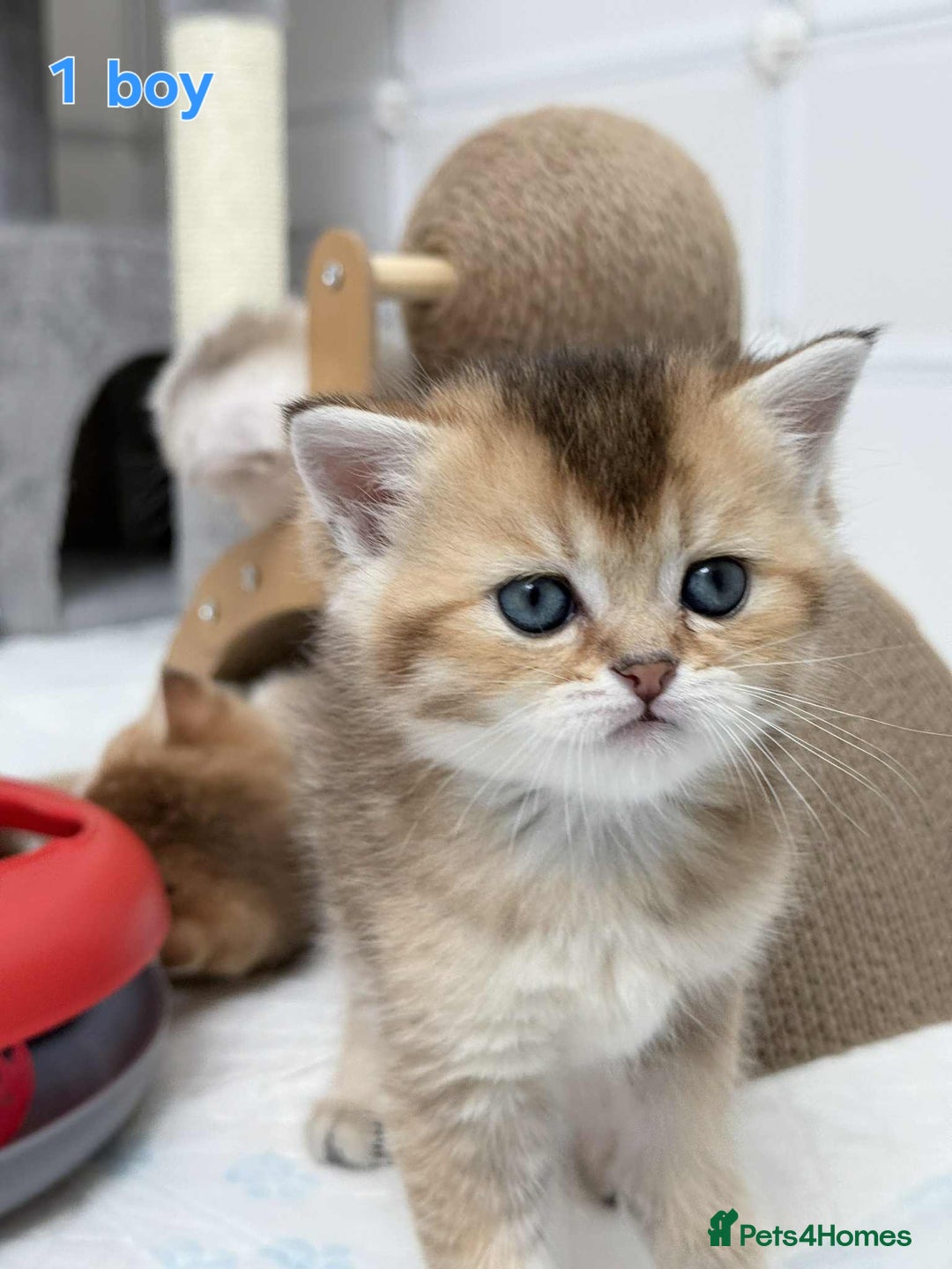 Scottish Fold cats for sale: Scottish straight/fold kittens 😸  - Image 2