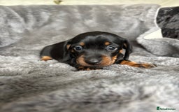 Miniature Dachshund dogs for sale: Stunning mini smooth dachshund pups  - Image 8