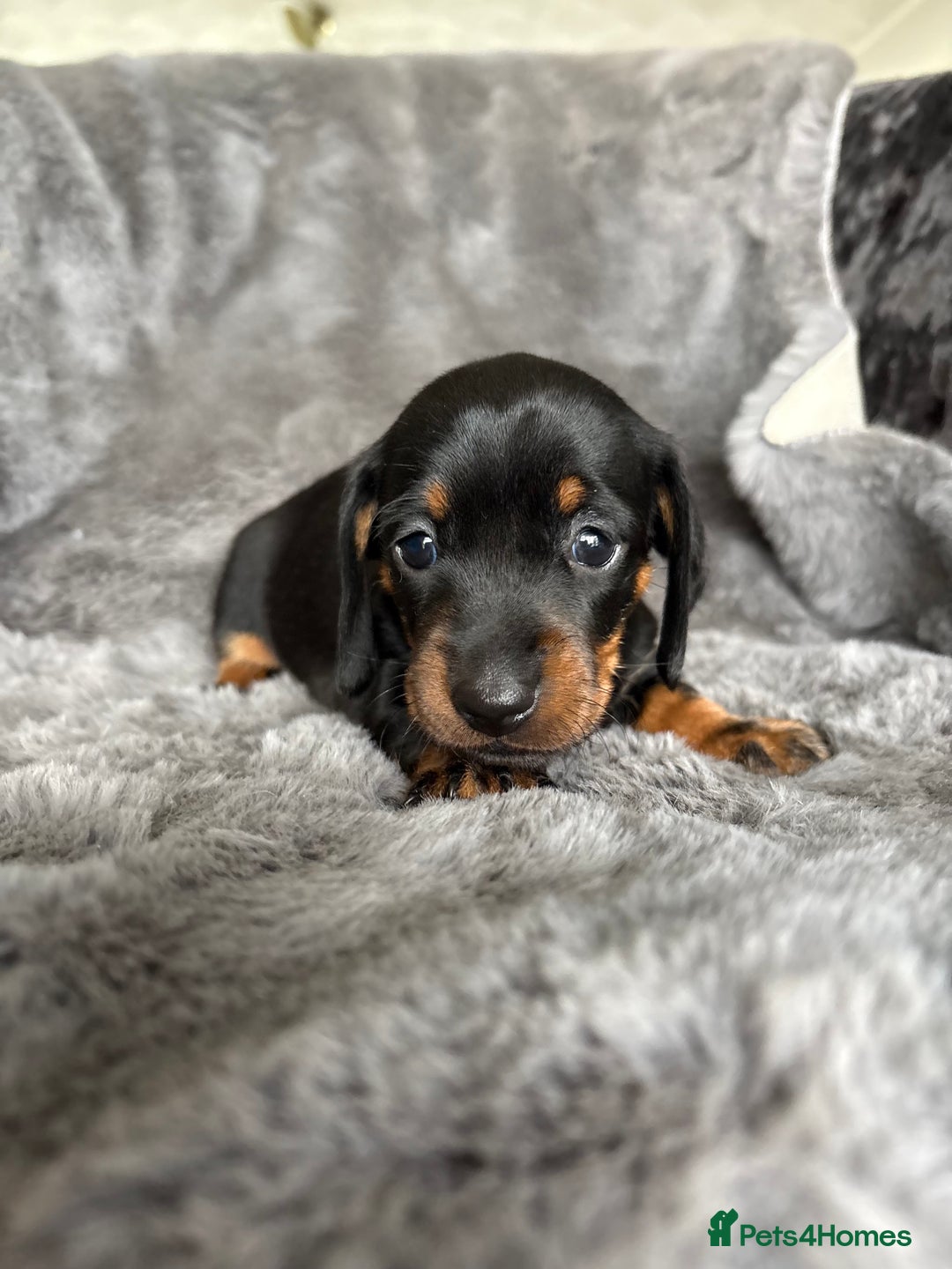 Miniature Dachshund dogs for sale: Stunning mini smooth dachshund pups  - Image 8